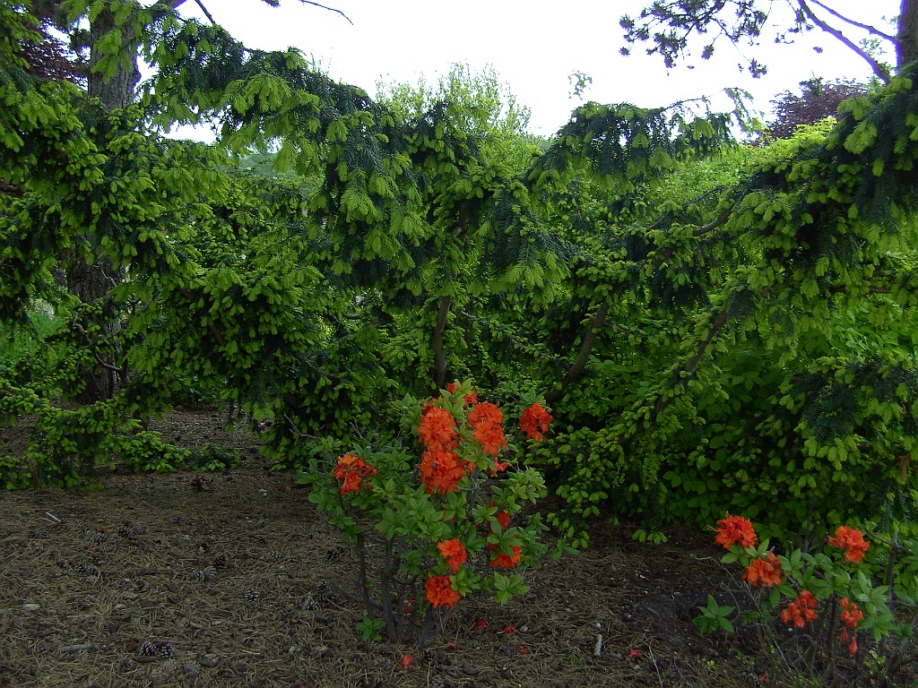 3085  Lucenay en Mai2012(Photo Joachim )